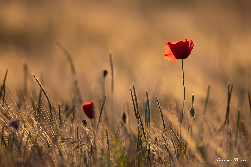 Coquelicot (Papaver rhoeas)-88.jpg