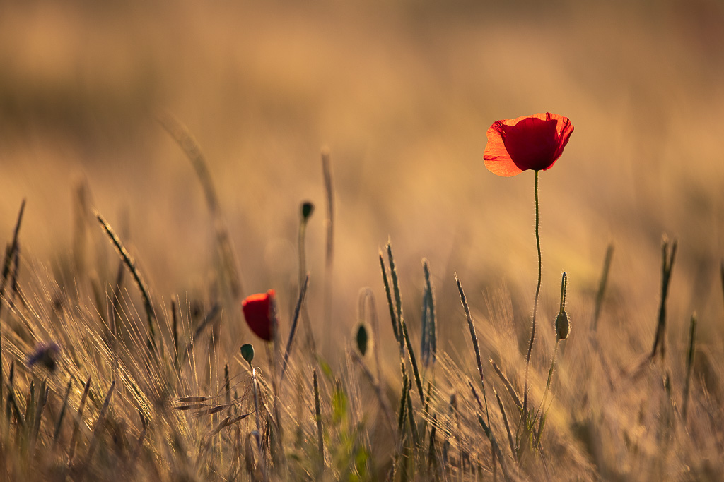 Coquelicot (Papaver rhoeas)-90.jpg