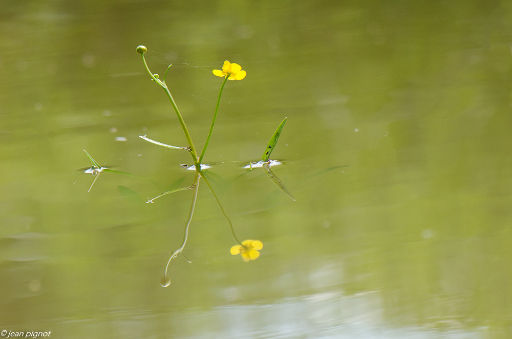 plante de la mare 06 2019.JPG