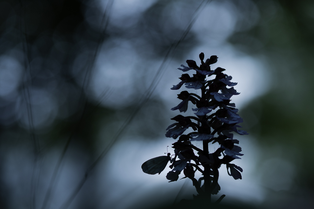 Le papillon et l'orchidée.jpg