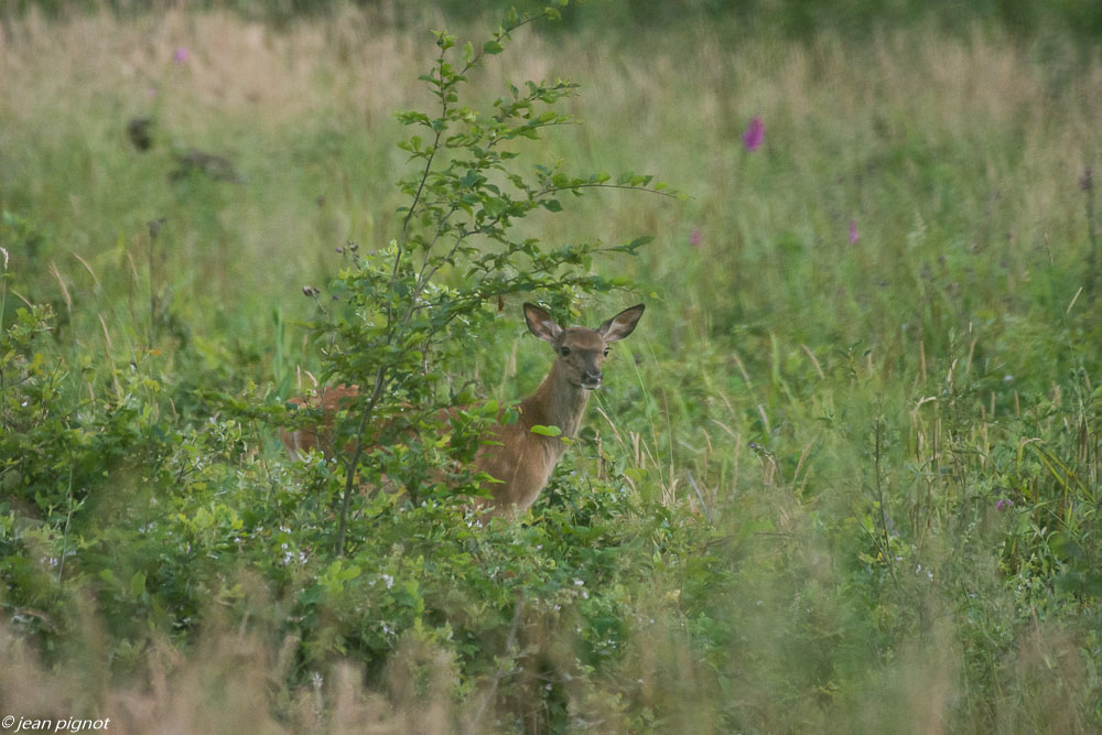 faon de biche 07 2019.JPG