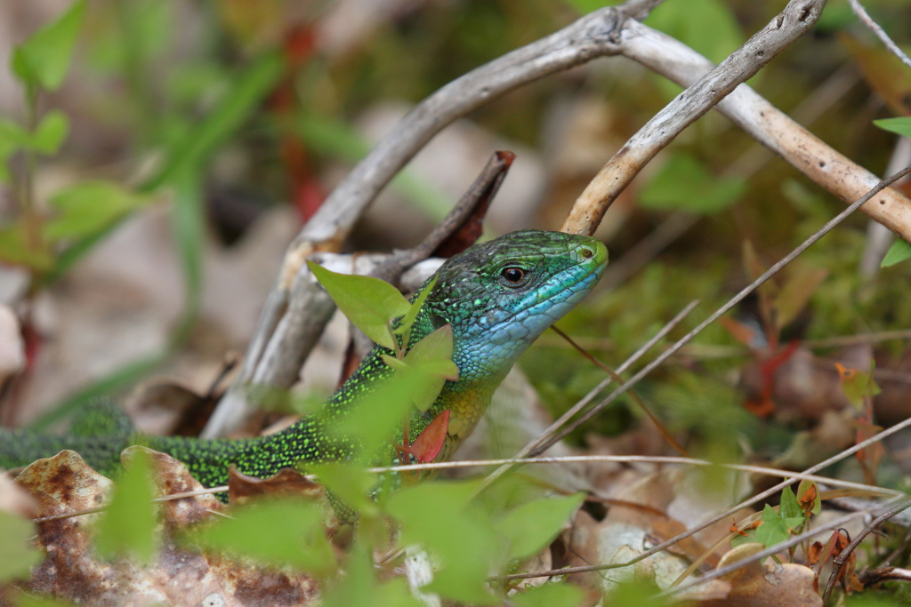 Lézard vert  - Lacerta bilineata 14 I&N.JPG