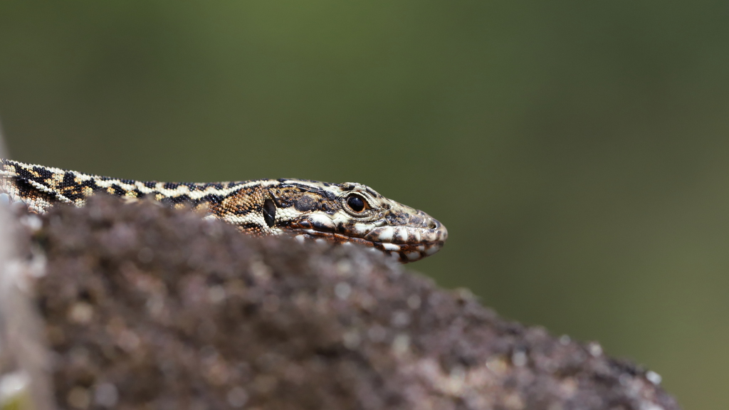 Lézard des murailles - Podarcis muralis 14 I&N.JPG