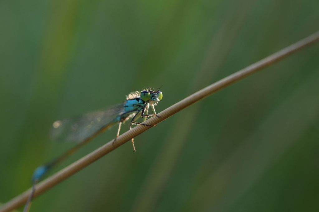 Agrion élégant I&N.JPG