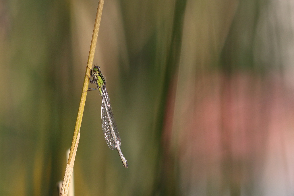 Agrion sp I&N.JPG