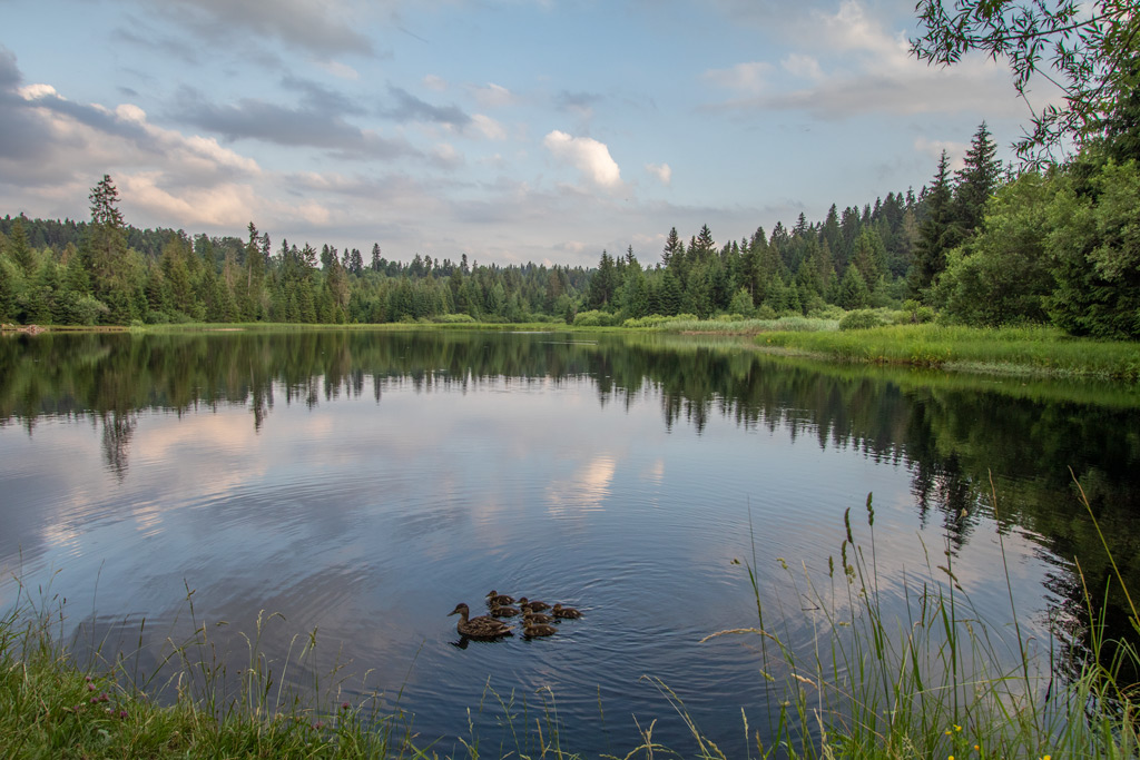 Etang-des-Royes01.jpg