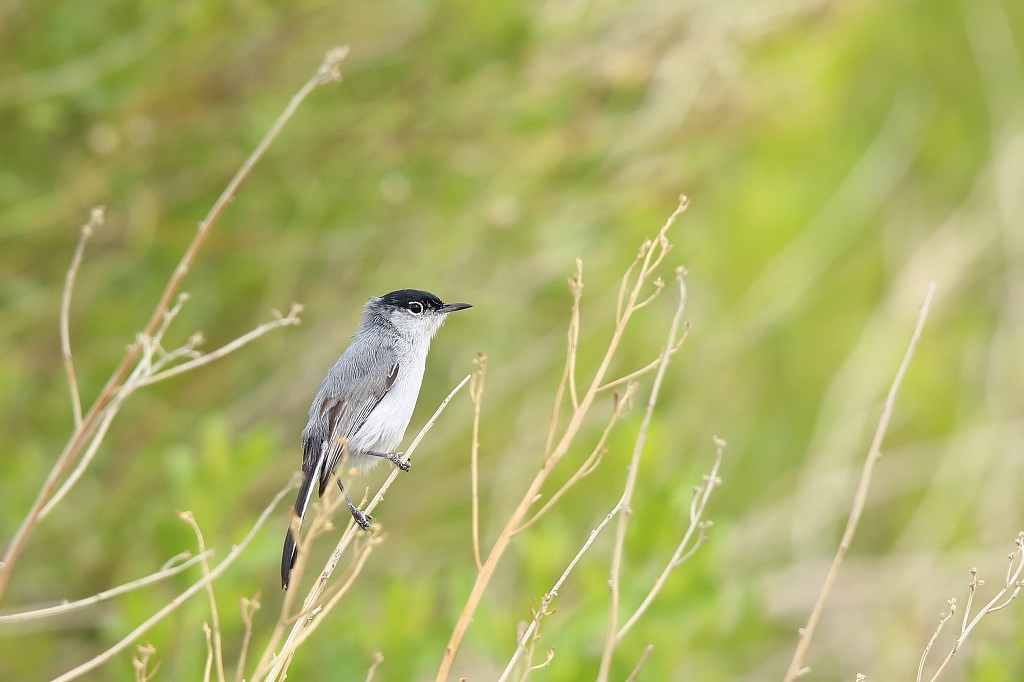 006 Gobemoucheron gris-bleu.jpg