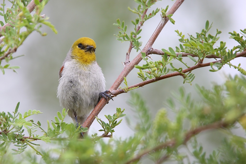 003 Auripare verdin.jpg