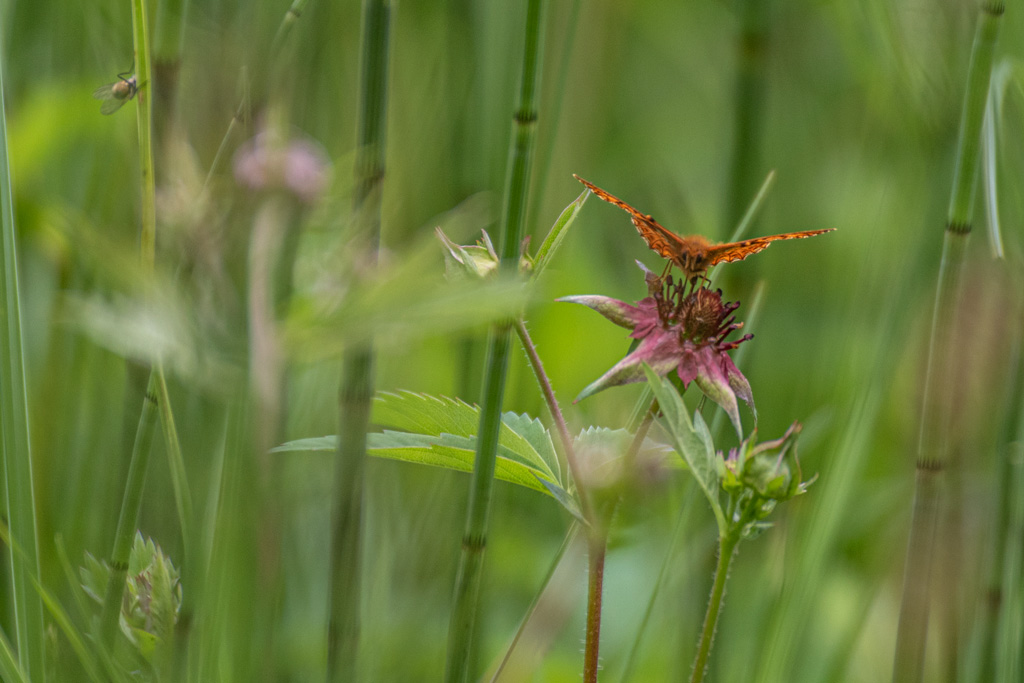 Gruère-papillon.jpg