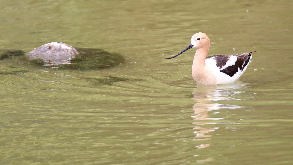 016 Avocette d'Amérique.jpg