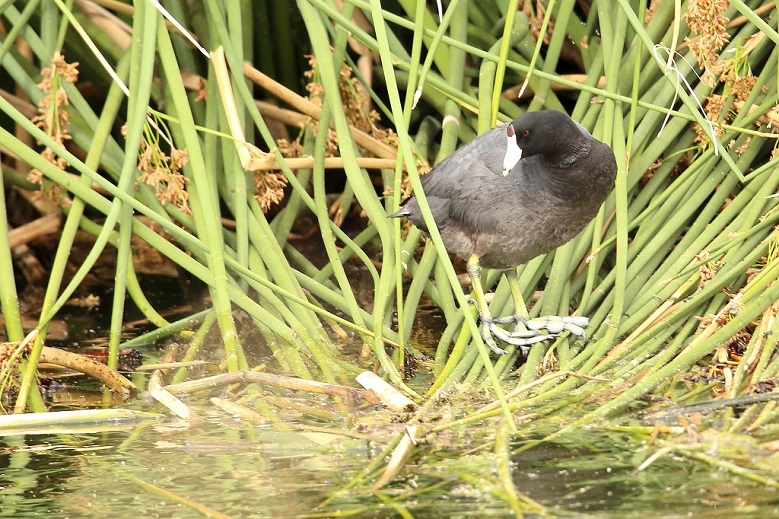 020 Foulque d'Amérique.jpg