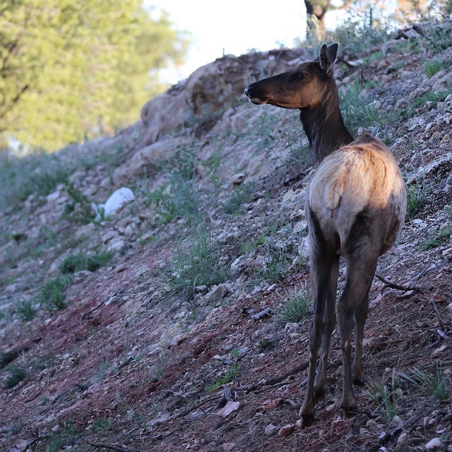 030 Biche Wapiti.jpg