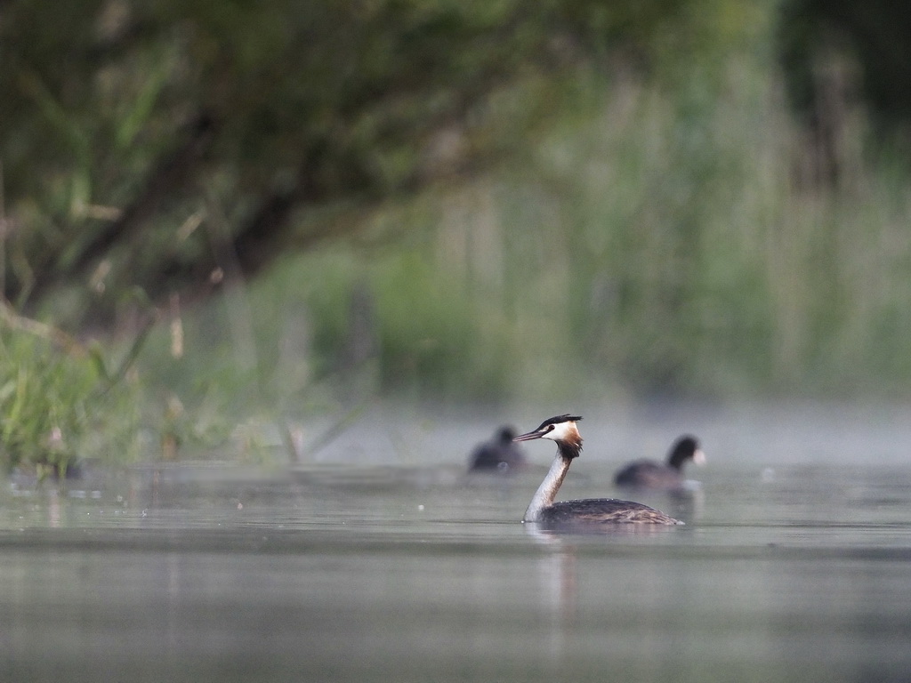 2018-06-18_06-16-17_001_Etang Murit.jpg