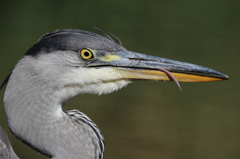 Heron 4338 2013.jpg