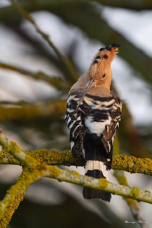 Huppe fasciée (Upupa epops) Eurasian Hoopoe-27.jpg