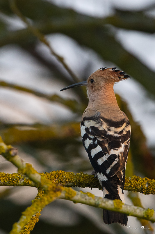 Huppe fasciée (Upupa epops) Eurasian Hoopoe-31.jpg