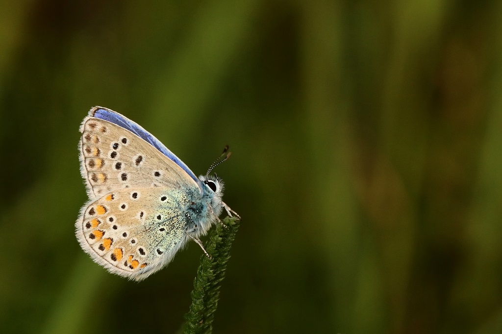 1 IMG_6338X Polyommatus icarus.JPG