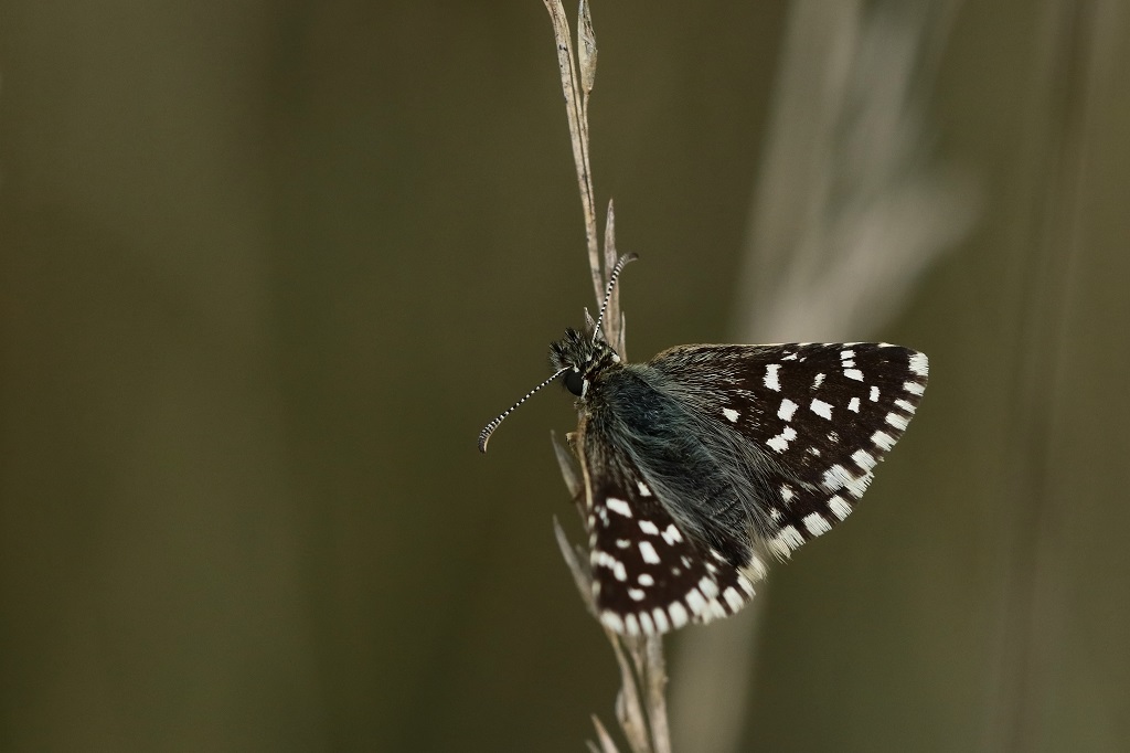 3 IMG_6661X Pyrgus malvae Hesp de la mauve.JPG