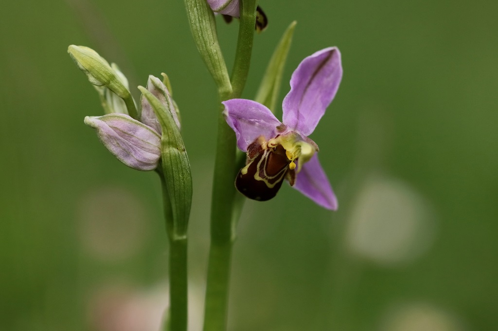 10 IMG_8399X Ophrys apifera.JPG