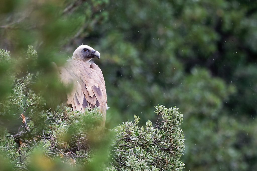 9 - Vautour fauve aux aguets.jpg