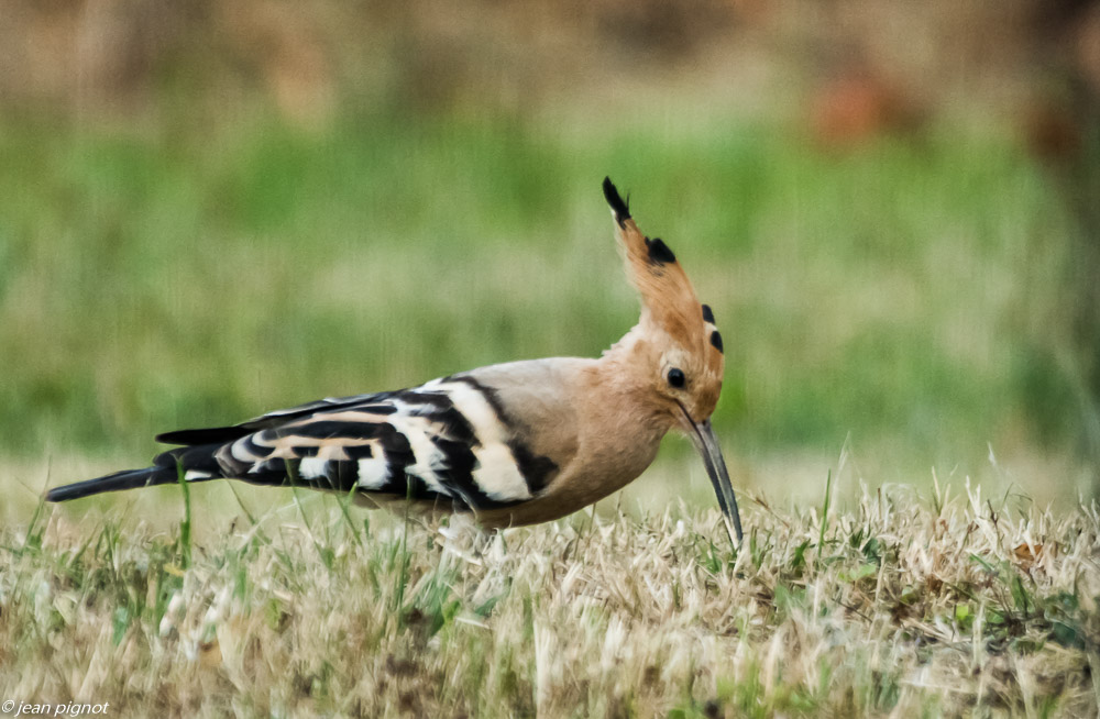 oiseaux etcheborda  7 2019.jpg