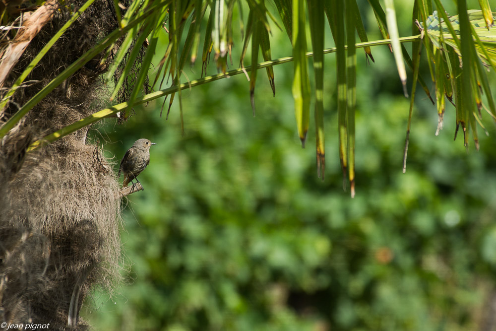 oiseaux etcheborda  7 2019-2.jpg