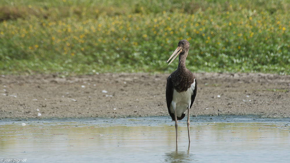 oiseaux etcheborda  7 2019-3.jpg