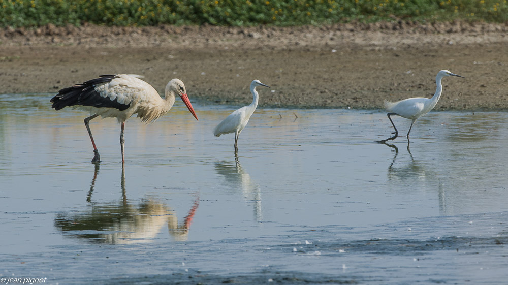 oiseaux etcheborda  7 2019-6.jpg