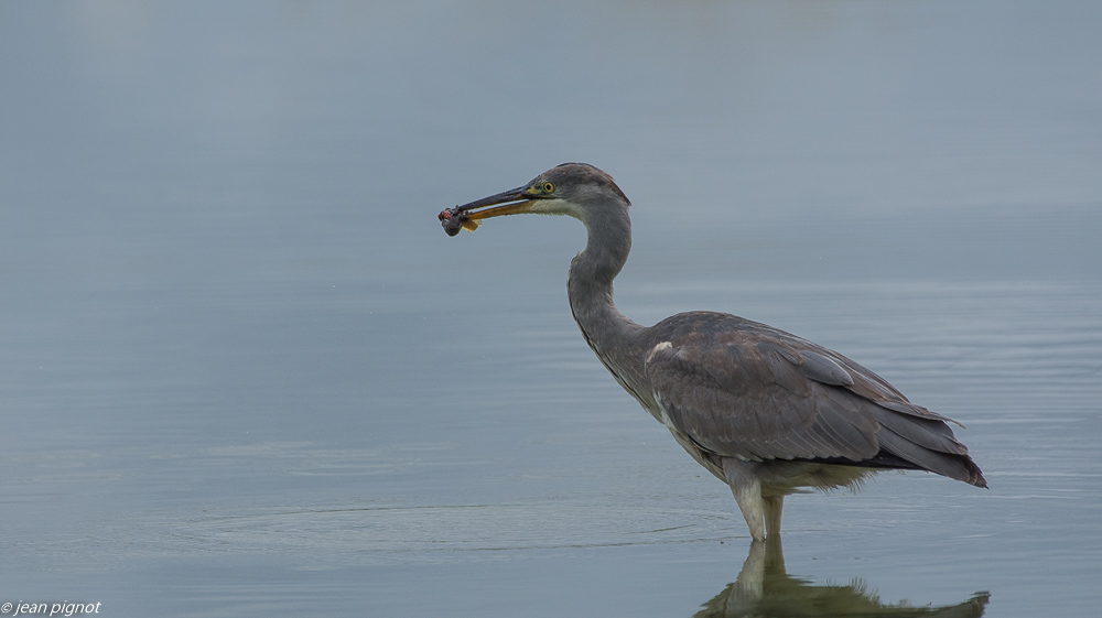 oiseaux etcheborda  7 2019-9.jpg