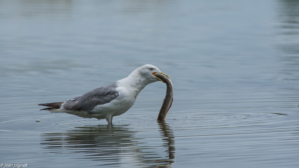 oiseaux etcheborda  7 2019-12.jpg