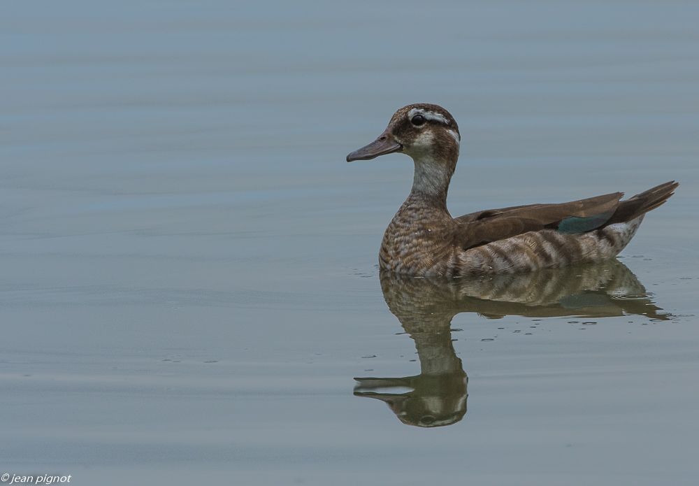 oiseaux etcheborda  7 2019-14.jpg