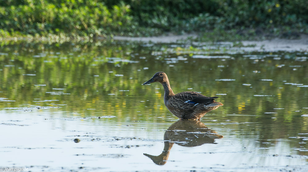 oiseaux etcheborda  7 2019-15.jpg