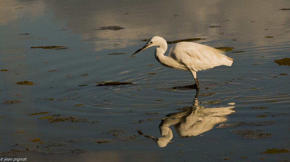 oiseaux etcheborda  7 2019-17.jpg