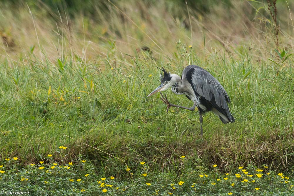 oiseaux etcheborda  7 2019-11.jpg