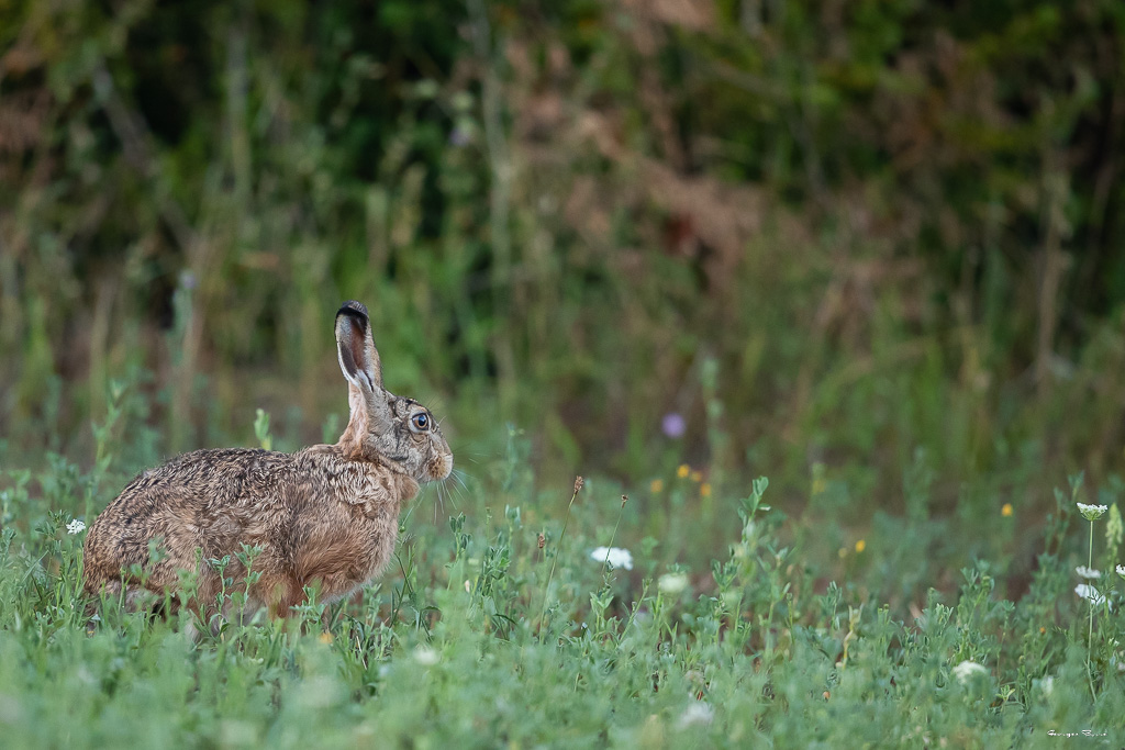 Lièvre d'Europe (Lepus europaeus) Broxn hare-201.jpg