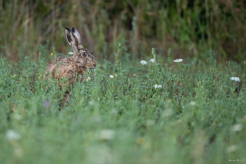Lièvre d'Europe (Lepus europaeus) Broxn hare-164.jpg