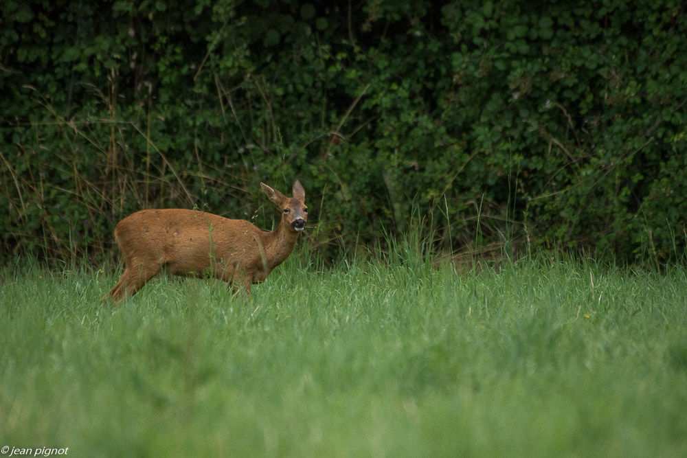 rut du chevreuil 7 2019-2.jpg