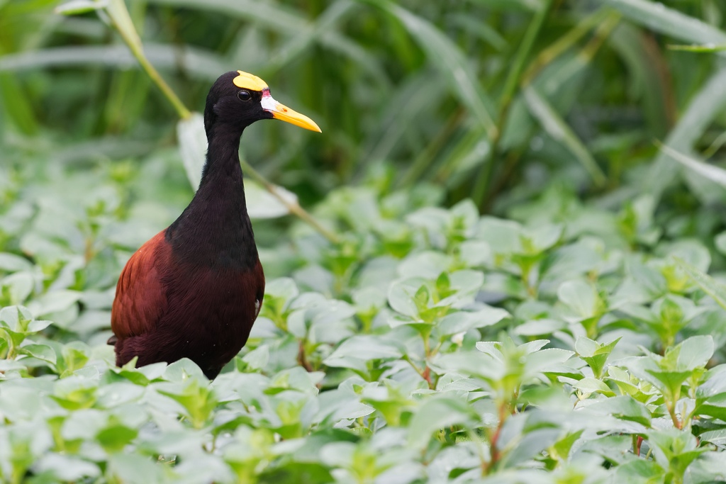 31 - Jacana du Mexique.jpg