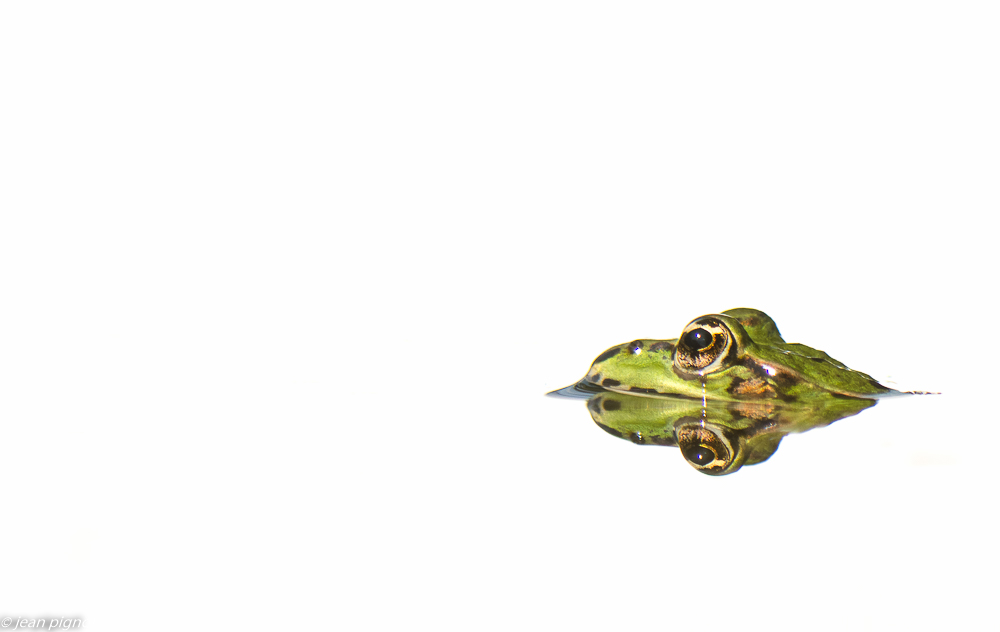 grenouille en high key 08 2019.jpg