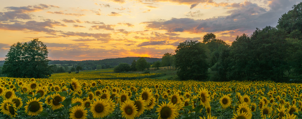 tournesol-2.jpg