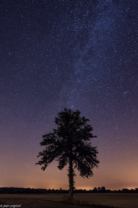 arbre et voie lactée 08 2019-3.jpg