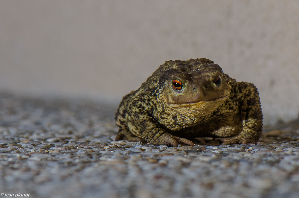 bufo bufol 08 2019.jpg