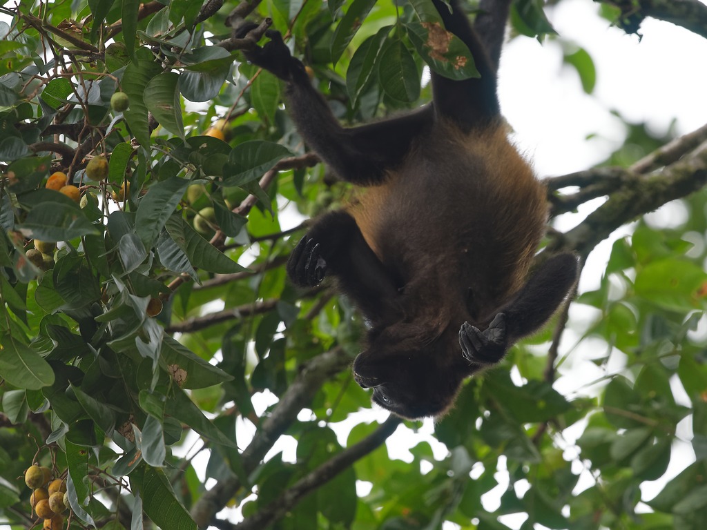 34 - Singe hurleur à manteau.JPG