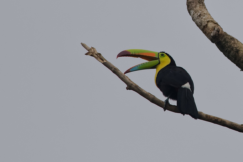 37 - Toucan à carène.JPG