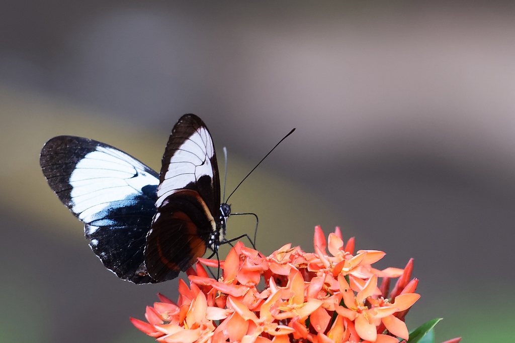 39 - Heliconius cydno.JPG