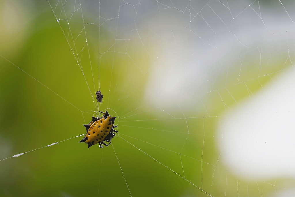 41 - Gasteracantha cancriformis.JPG