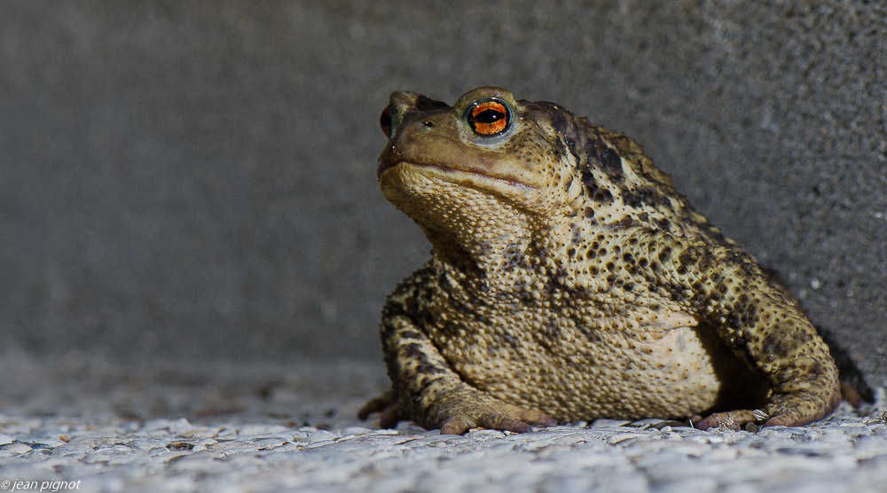 bufo bufo 08 2019-2.jpg