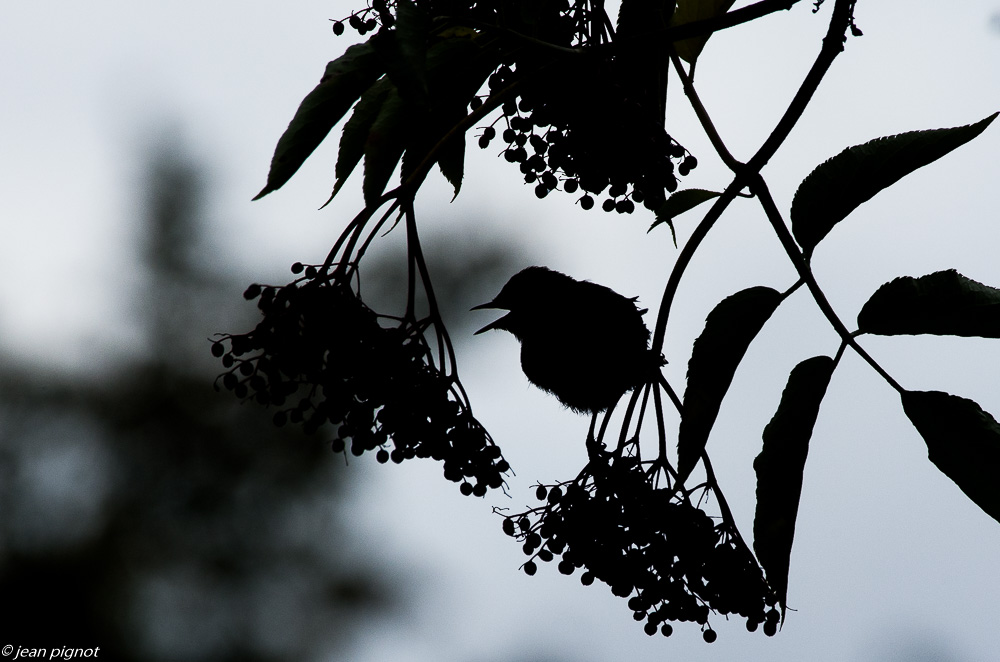 ombre chinoise sur fauvette a tete noir  08 2019.jpg