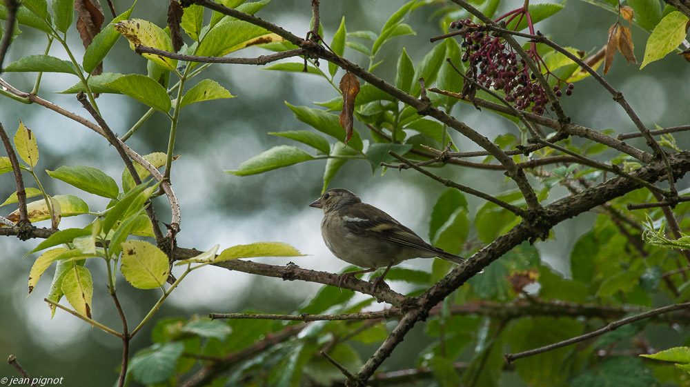 oiseaux pret de chez moi  08 2019.jpg