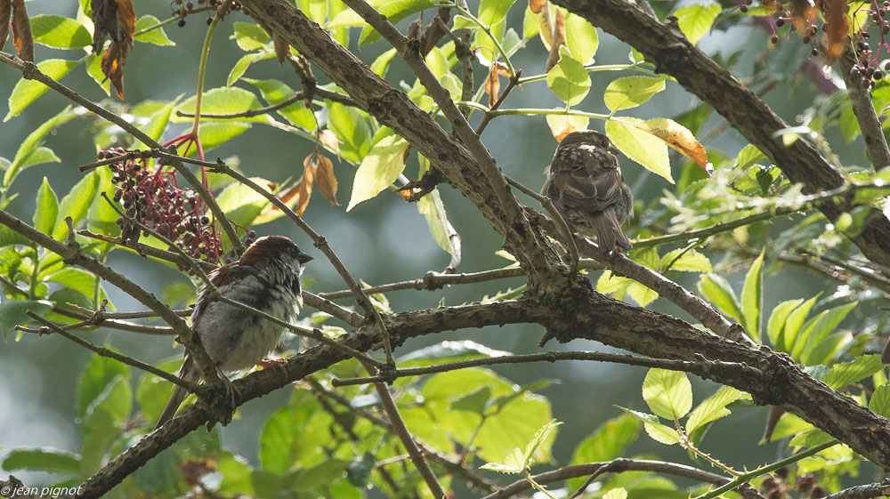 oiseaux pret de chez moi  08 2019-2.jpg